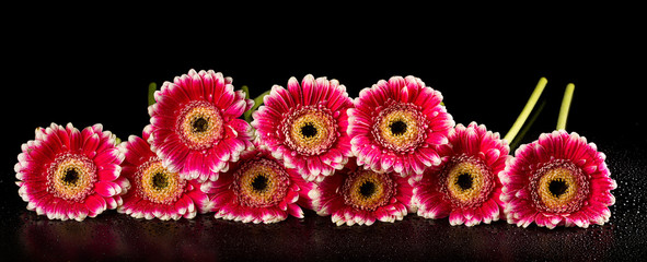 Panoramic image with pink gerberas on black background