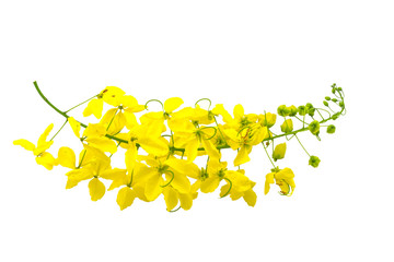 Flowers of Cassia fistula or Golden shower, national tree on white background.Saved with clipping path.