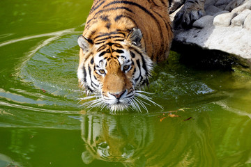 Fototapeta na wymiar Ussuri tiger. Striped bather