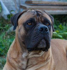 Fototapeta premium Eyes amber-colored. Closeup portrait of a beautiful dog breed South African Boerboel. South African Mastiff.