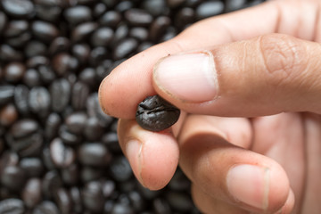 Fresh roasted coffee beans pouring out of cupped hands.