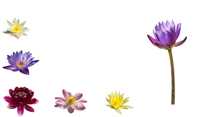 A collage of colorful water lilies and lotuses on white background isolated