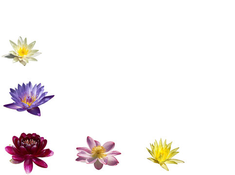 A collage of colorful water lilies and lotuses on white background isolated