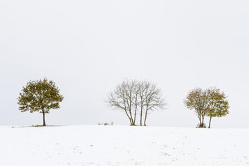 snowy landscape