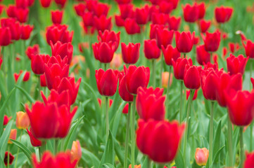 red tulips in the park. Spring landscape.