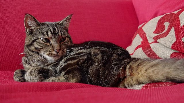 Cat relaxing on the red couch