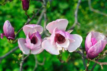 apple tree is blossoming in Spring Garden