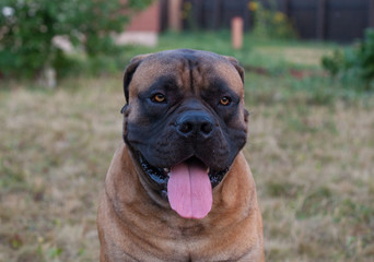 Eyes amber-colored.  Closeup portrait of a beautiful dog breed South African Boerboel. South African Mastiff.
