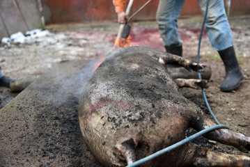 Slaughter burn the pig hair off with a gas burner