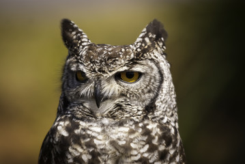 Eagle owl
