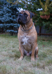 Autumn. The portrait on the background of falling leaves. South African Boerboel. South African Mastiff.