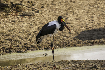 Saddle billed stork
