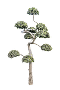 bonsai tree,decorated tree,streblus asper ,Siamese rough bush,to