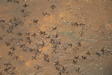 Bird traces in natur reservat Hornborgasjöns in Sweden, Scandinavia 