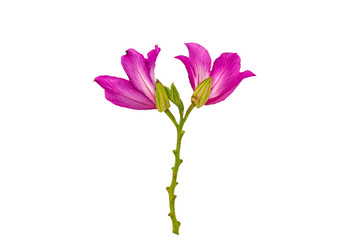 Closed up pink Bauhinia purpurea  flower or Butterfly Tree on white background.Saved with clipping path.