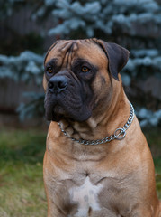 Eyes amber-colored.  Closeup portrait of a beautiful dog breed South African Boerboel. South African Mastiff.