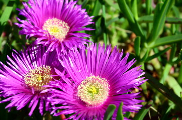 Purple flowers with green leaves.