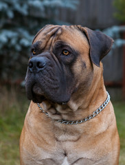 Eyes amber-colored.  Closeup portrait of a beautiful dog breed South African Boerboel. South African Mastiff.