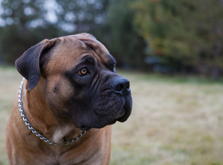 Eyes amber-colored.  Closeup portrait of a beautiful dog breed South African Boerboel. South African Mastiff.