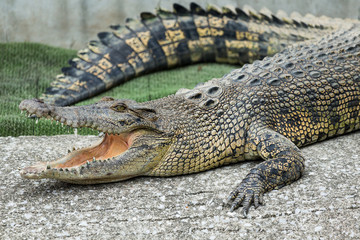 Crocodile