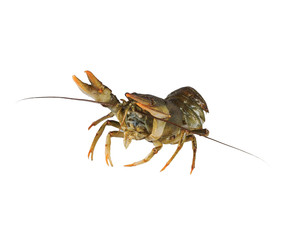 Crayfish on a white background