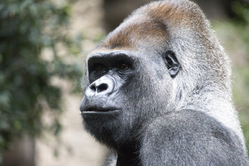Gorilla