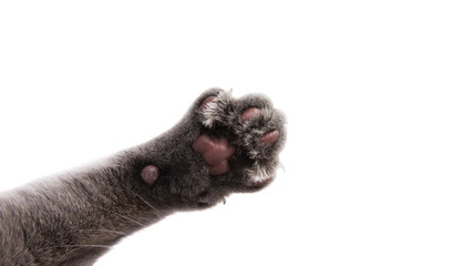 gray cat paw