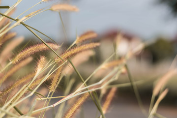 beautiful grass flower background ,selective focus