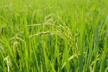 Thai Rice field, focus on ear of rice