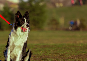 Portrait of border collie lying on lawn