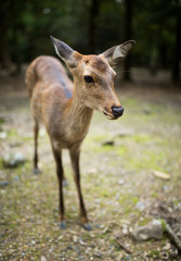 Naklejka na ściany i meble Roe deer in Nara park