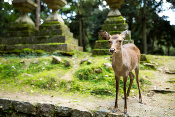 Deer in Japanese temple