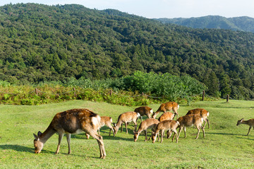 Fototapeta na wymiar Group Deer eating grass on mountian