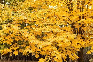 the leaves on the tree in nature in autumn