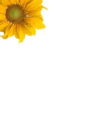 Sunflowers and white background.