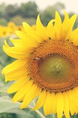 Sunflowers field at beautiful in the garden.
