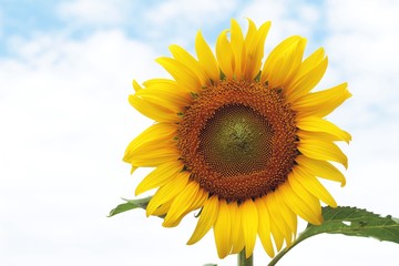 Fototapeta premium Sunflowers field at beautiful in the garden.