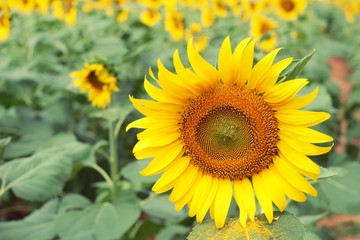 Obraz premium Sunflowers field at beautiful in the garden.