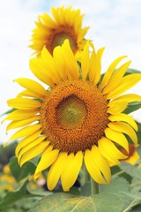 Sunflowers field at beautiful in the garden.