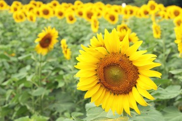 Sunflowers field at beautiful in the garden.