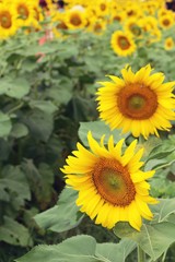 Naklejka premium Sunflowers field at beautiful in the garden.