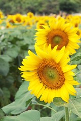 Obraz premium Sunflowers field at beautiful in the garden.
