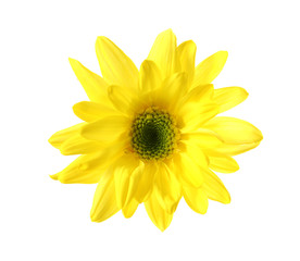 Yellow daisy flower isolated on white