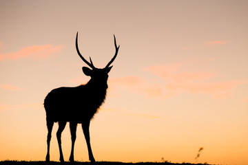 Wild Deer Stag with sunset