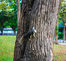 squirrel clinging on the tree