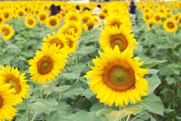 Sunflowers field at beautiful in the garden.