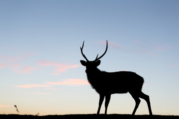 Silhouette of deer