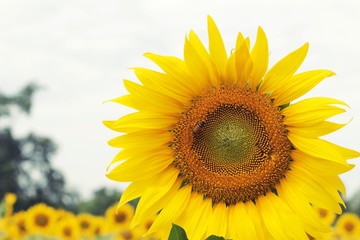 Obraz premium Sunflowers field at beautiful in the garden.