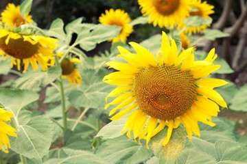 Obraz premium Sunflowers field at beautiful in the garden.