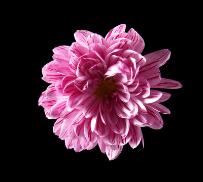 Fototapeta Beautiful daisy flower on black background